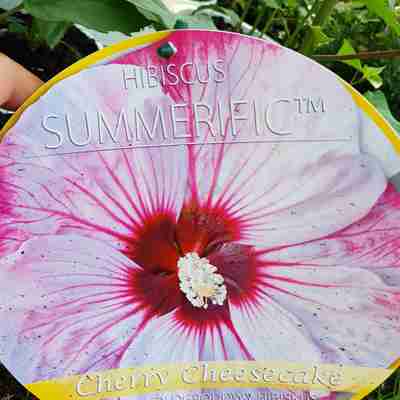 Hibiscus SUMMERIFIC `Cherry Cheesecake` (Ketmia)