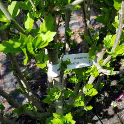 Hibiscus syriacus `Hamabo` (Ketmia syryjska)