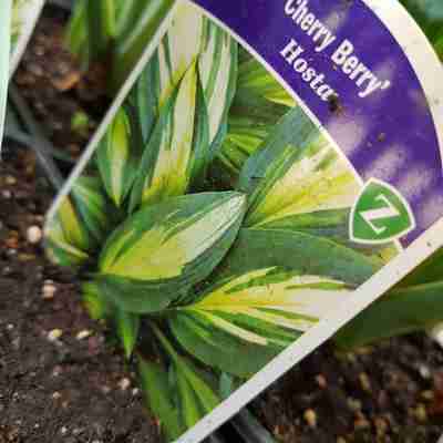 Hosta `Cherry berry` (Funkia)