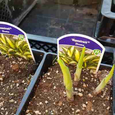 Hosta `Moonstruck` (Funkia)