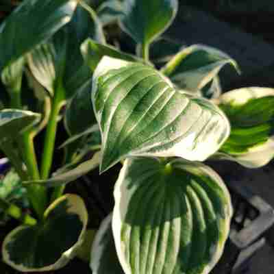 Hosta `Patriot` (Funkia)