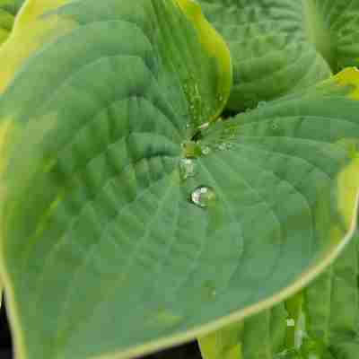 Hosta `Pizzazz` (Funkia)