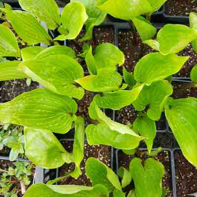 Hosta `Purple Heart` (Funkia)