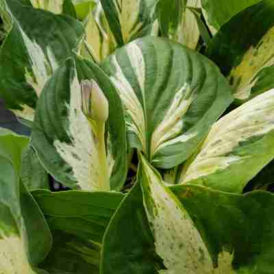 Hosta `Revolution` (Funkia)