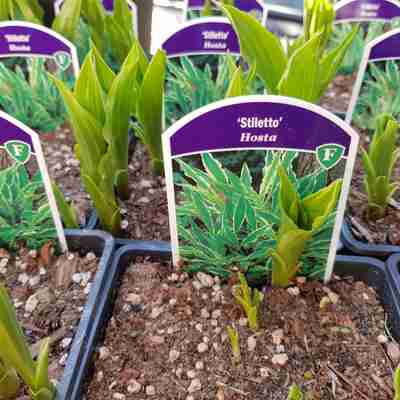 Hosta `Stiletto` (Funkia)