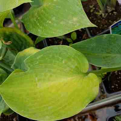Hosta tardiana `Halcyon` (Funkia)