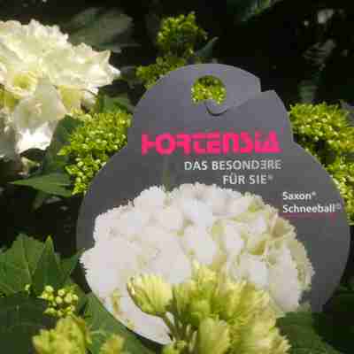 Hydrangea macrophylla `Saxon Schneeball` (Hortensja ogrodowa)