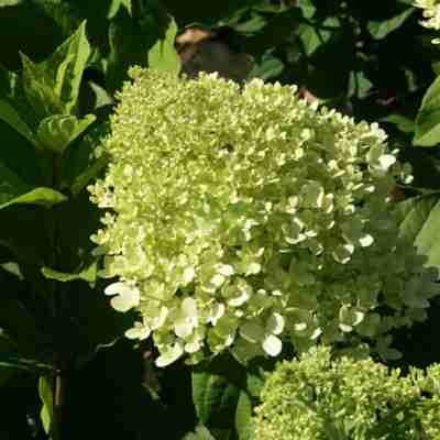 Hydrangea paniculata `Limelight` (Hortensja bukietowa)
