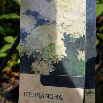 Hydrangea paniculata `Phantom` (Hortensja bukietowa)