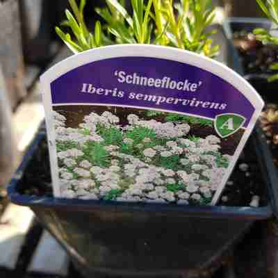 Iberis sempervirens `Schneeflocke` (Ubiorek wiecznie zielony)