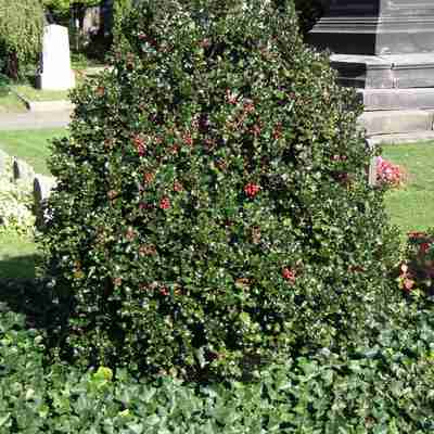 Ilex meserveae `Blue Angel` (Ostrokrzew Meservy)