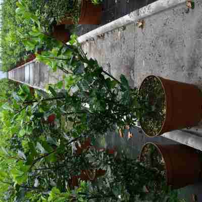 Ilex meserveae `Blue Prince` (Ostrokrzew Meservy)
