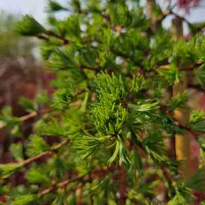 Larix kaempferi `Stiff Weeper` (Modrzew japoński)