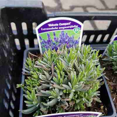 Lavandula angustifolia `Hidcote Compact` (Lawenda wąskolistna)