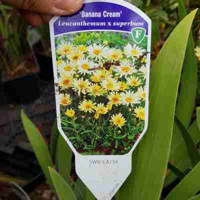 Leucanthemum superbum `Banana Cream` (Złocień wielki)