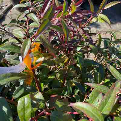 Leucothoe keiskei `Royal Ruby` (Kiścień japoński)