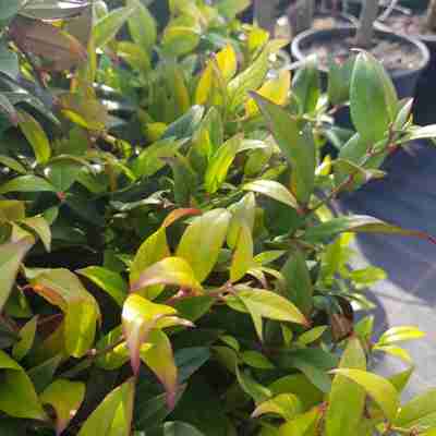 Leucothoe SCARLETTA `Zeblid` (Kiścień)