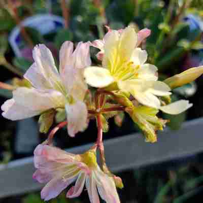 Lewisia cotyledon `Mountain Dreams` (Lewizja liścieniowa)