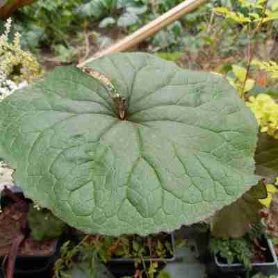 Ligularia dentata `Desdemona` (Języczka pomarańczowa)