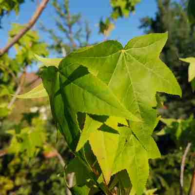 Liquidambar styraciflua `Lane Roberts` (Ambrowiec amerykański)