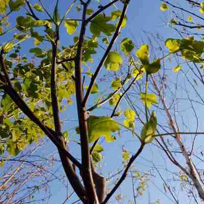Liriodendron tulipifera `Edward Gursztyn` (Tulipanowiec amerykański)