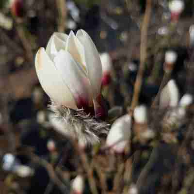 Magnolia `Crystal Tulip` (Magnolia)