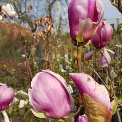Magnolia soulangeana `Lennei` (Magnolia Soulange'a)