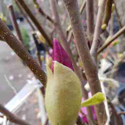 Magnolia soulangeana `Lennei Alba` (Magnolia Soulange'a)
