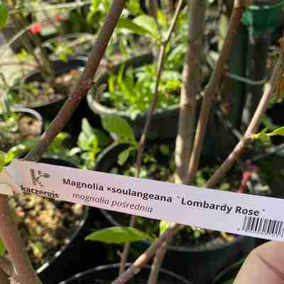 Magnolia soulangeana `Lombardy Rose` (Magnolia pośrednia)