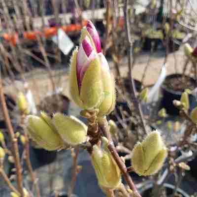 Magnolia soulangeana `Satisfaction` (Magnolia Soulange'a)
