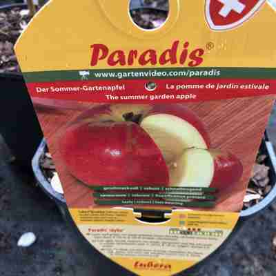 Malus domestica `Paradis Werdenberg` (Jabłoń domowa)