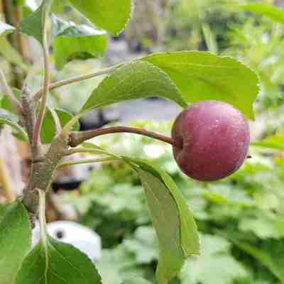 Malus domestica `Redlove Era` (Jabłoń domowa)
