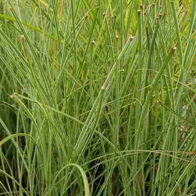 Miscanthus sinensis `Morning Light` (Miskant chiński)