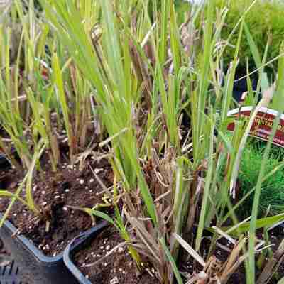 Miscanthus sinensis `Zebrinus` (Miskant chiński)