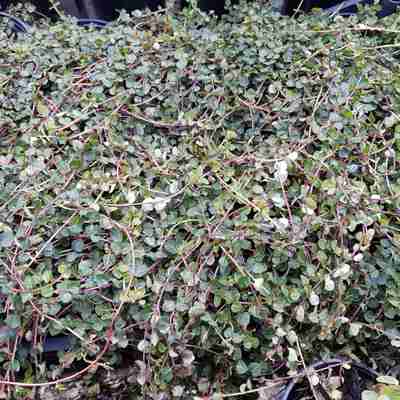 Mitchella repens (Mitchella płożąca)