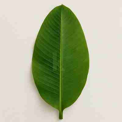 Musa acuminata `Tropicana` (Bananowiec)