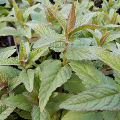 Nepeta sibirica (Kocimiętka syberyjska)