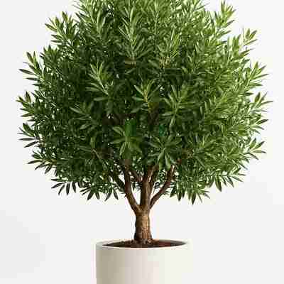 Olea europaea (Oliwka europejska)