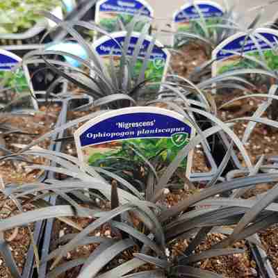 Ophiopogon planiscapus `Nigrescens` (Konwalnik płąskopędowy)