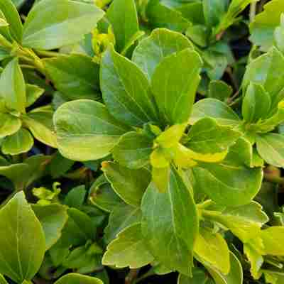 Pachysandra terminalis (Runianka japońska)