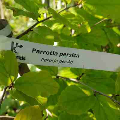 Parrotia persica (Parocja perska)