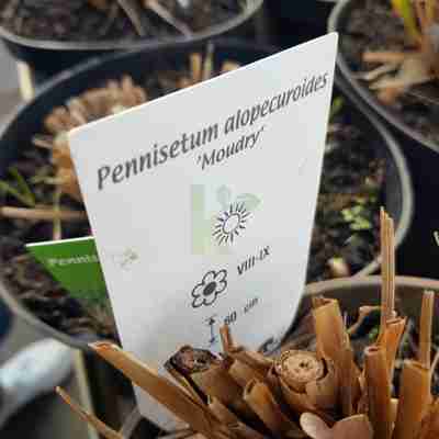 Pennisetum alopecuroides `Moudry` (Rozplenica japońska)