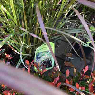 Pennisetum setaceum x advena `Rubrum` (Rozplenica obca)