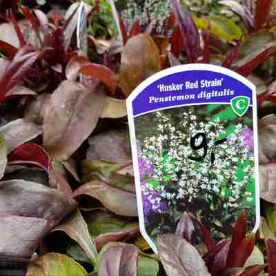 Penstemon digitalis `Husker Red` (Penstemon palczasty)