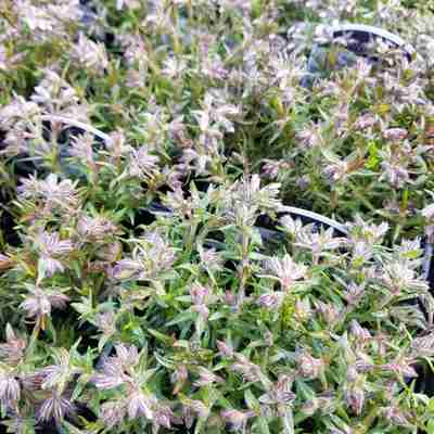 Phlox subulata `Amazing Grace` (Floks szydlasty)