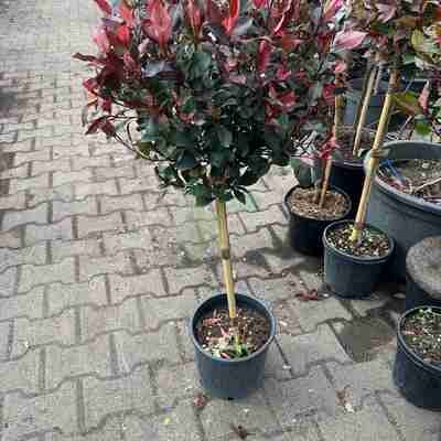 Photinia fraseri `Little Red Robin` (Głogownik)