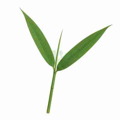 Phyllostachys atrovaginata (Phyllostachys ciemnopochwowy)