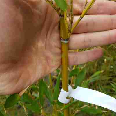 Phyllostachys aureosulcata `Spectabilis` (Fylostachys złotobruzdowy)