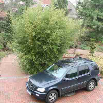 Phyllostachys bissetii (Bambus)