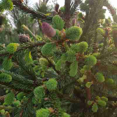 Picea abies `Acrocona` (Świerk pospolity)
